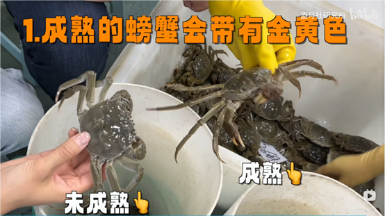 如何挑选螃蟹
